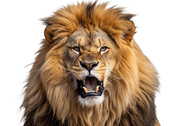 Download Roaring Lion Face with Open Mouth PNG - Roaring lion Collection